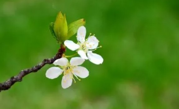 四月你好唯美句子简短,四月寄语简短一句话图4