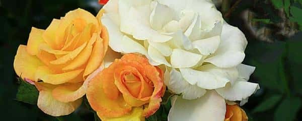 刚移植的月季花多久浇一次水（刚栽的月季花几天浇一次水）