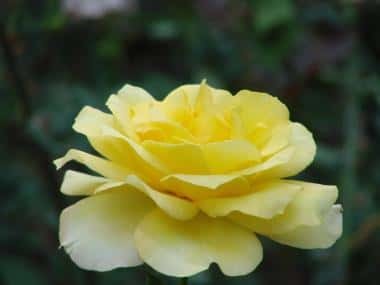 刚移植的月季花多久浇一次水（刚栽的月季花几天浇一次水）