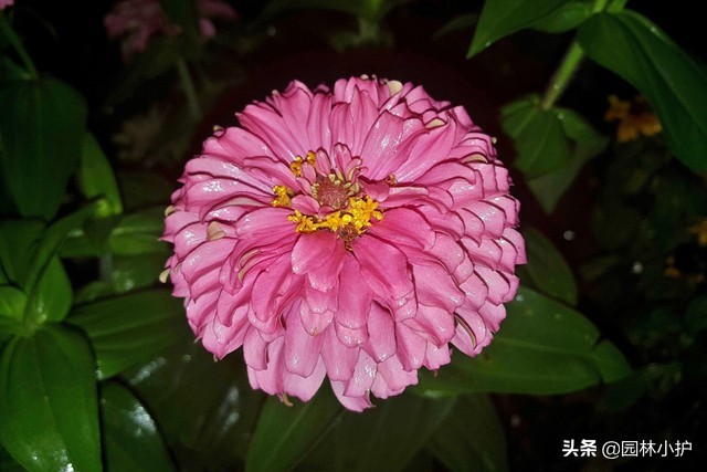 菊花花语是什么（不同品种菊花的花语也不同）