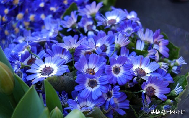 菊花花语是什么（不同品种菊花的花语也不同）