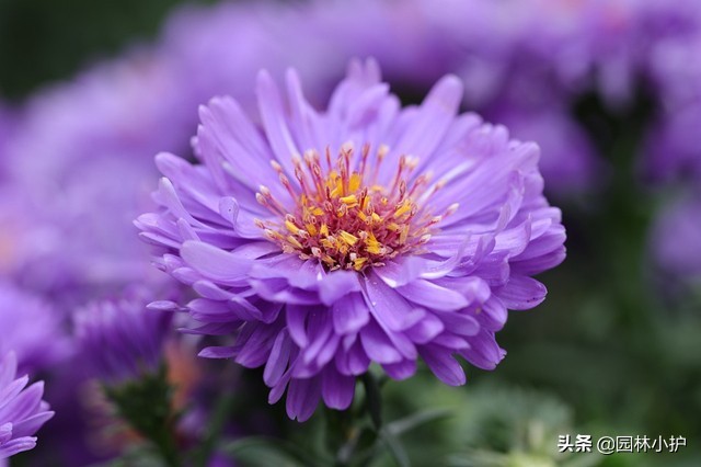 菊花花语是什么（不同品种菊花的花语也不同）