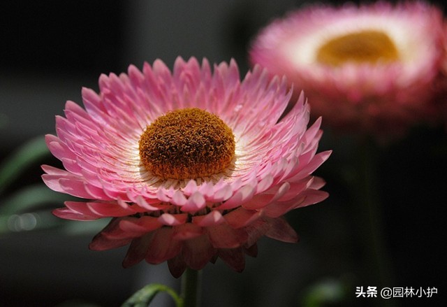 菊花花语是什么（不同品种菊花的花语也不同）