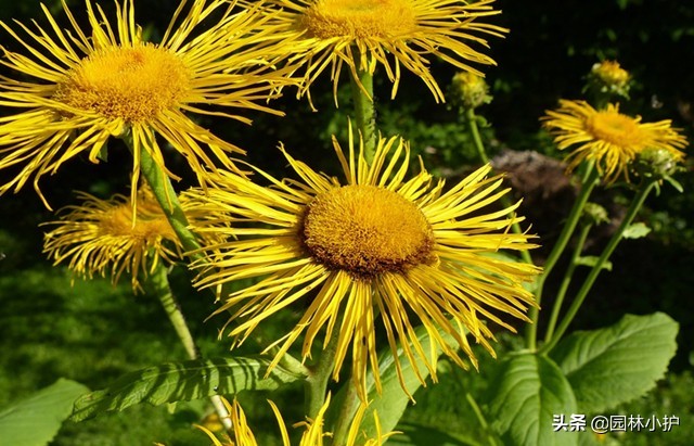 菊花花语是什么（不同品种菊花的花语也不同）