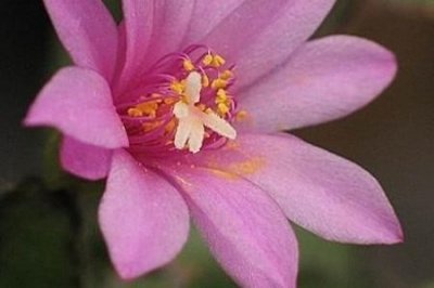 ​落花之舞与假昙花的区别