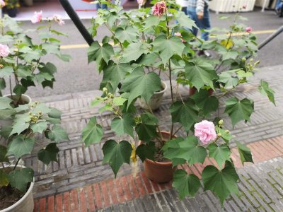 ​木芙蓉花怎么修剪