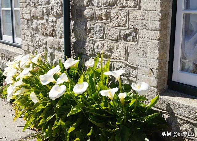 为什么家里不能养马蹄莲(马蹄莲的主要特征介绍)