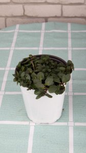 ​薄荷繁殖方法，剪下来的薄荷怎么利用