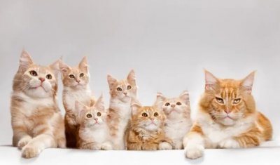 ​恐猫症都有哪些症状