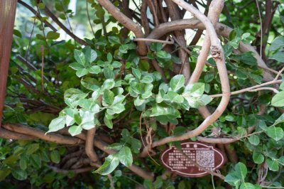 ​紫藤秋天怎么养