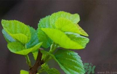 ​桑葚的叶子怎么吃?吃桑叶有什么功效