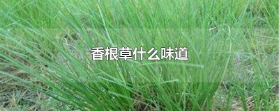 ​香根草什么味道