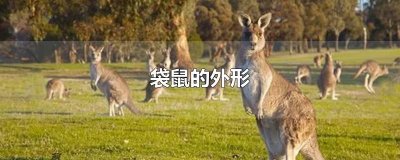 ​袋鼠的外形