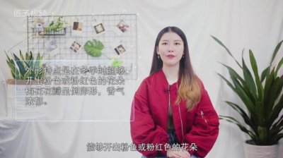 ​梅花外形特点是什么