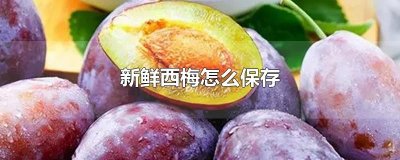 ​新鲜西梅怎么保存