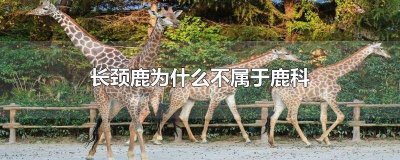 ​长颈鹿为什么不属于鹿类 长颈鹿是鹿科