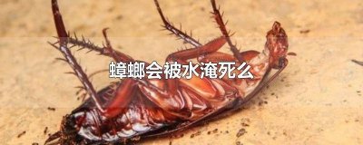 ​蟑螂会被水淹死么吗 蟑螂会被水淹死么视频