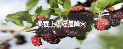 ​桑葚上火还是降火呢 桑葚上火还是降火效果好