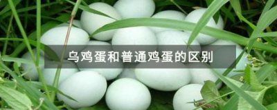 ​乌鸡蛋和普通鸡蛋有什么区别