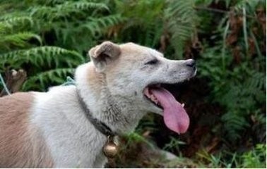 少数民族的神犬:下司犬和鄂伦春犬，都比大熊猫还珍贵