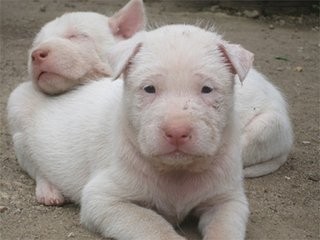 少数民族的神犬:下司犬和鄂伦春犬，都比大熊猫还珍贵