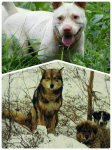 ​少数民族的神犬:下司犬和鄂伦春犬，都比大熊猫还珍贵