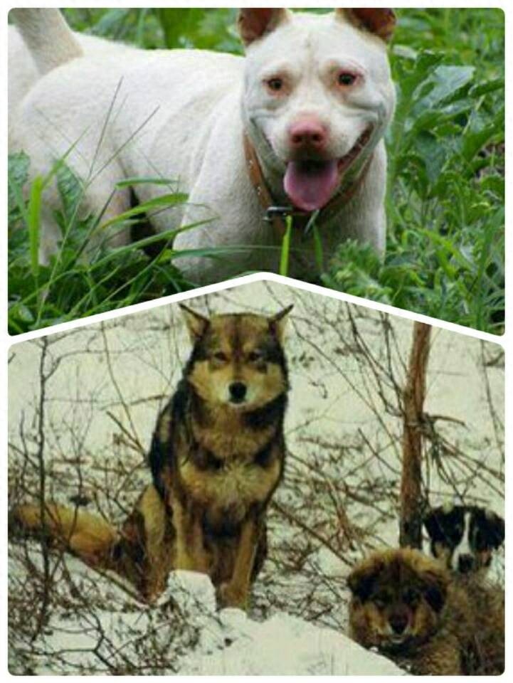 少数民族的神犬:下司犬和鄂伦春犬，都比大熊猫还珍贵