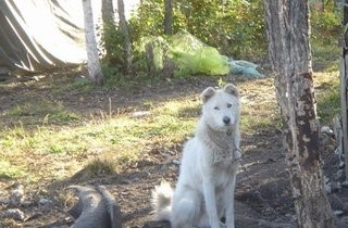 少数民族的神犬:下司犬和鄂伦春犬，都比大熊猫还珍贵