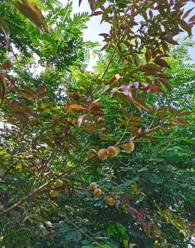 王戎不取道旁李(王戎不取道旁李意思) 王戎不取道旁李 王戎不取道旁李意思 第4张