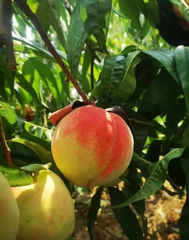 王戎不取道旁李(王戎不取道旁李意思) 王戎不取道旁李 王戎不取道旁李意思 第1张