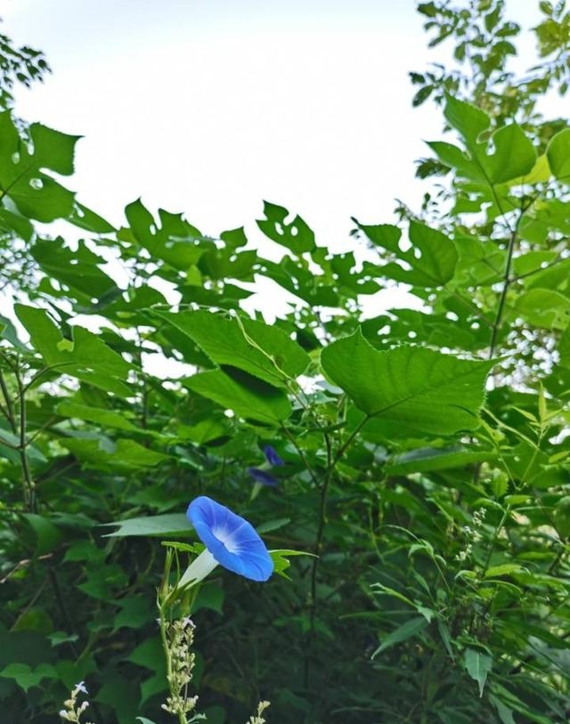 王戎不取道旁李(王戎不取道旁李意思) 王戎不取道旁李 王戎不取道旁李意思 第7张