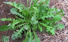 吃曲曲菜有什么好处？吃曲曲菜好吗？