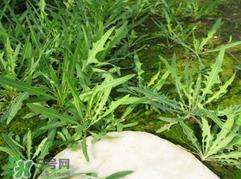 吃曲曲菜有什么好处？吃曲曲菜好吗？