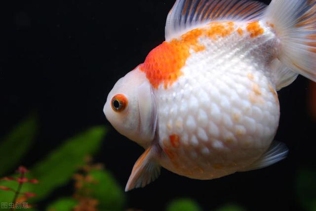 鱼缸小水泵正确使用方法（鱼缸配备合适的水泵才能养出好鱼）(2)