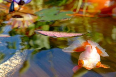 ​鱼缸小水泵正确使用方法（鱼缸配备合适的水泵才能养出好鱼）