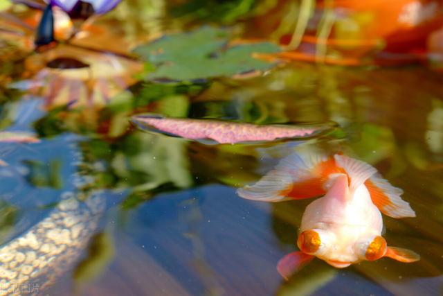 鱼缸小水泵正确使用方法（鱼缸配备合适的水泵才能养出好鱼）(1)