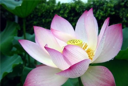 连（莲）年有余（鱼）的意思是什么