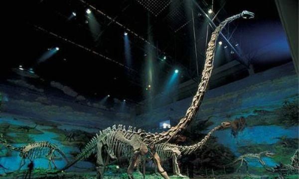 马门溪龙和腕龙的区别，马门溪龙和腕龙谁的脖子长？图4