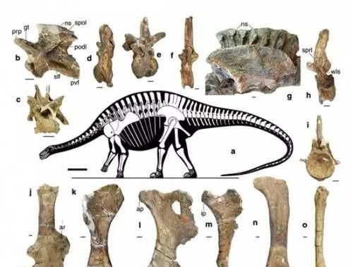 马门溪龙和腕龙的区别，马门溪龙和腕龙谁的脖子长？图5