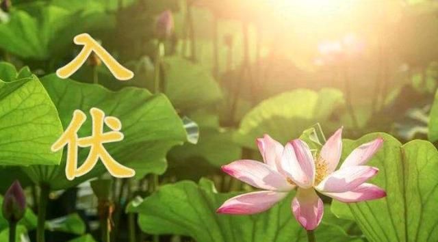 三伏天一伏是多少天