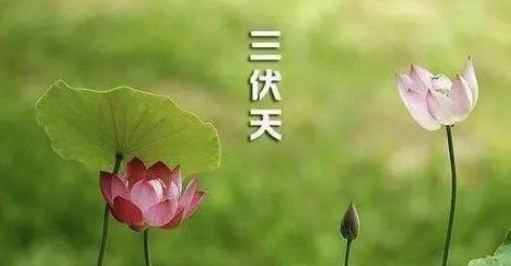 一伏多少天一共有几伏,今年从什么时候开始数伏图2