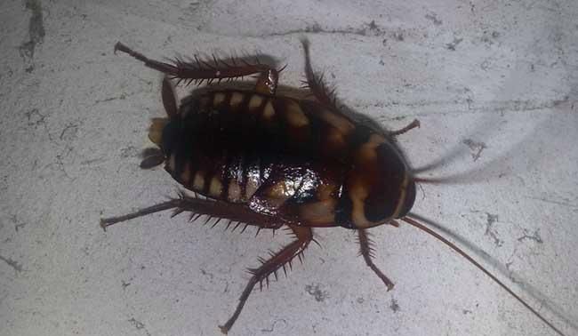 怎么把蟑螂引出来,怎么把蟑螂引出来