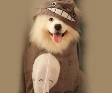 ​母狗也会来月经的，3个方法教你轻松搞定月经期