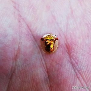 ​农民发现20万元的稀罕甲虫，富含999纯活体黄金？专家：不值钱