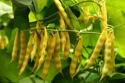 ​豆角的哪些品种好吃（俗称豆角中的珍品）