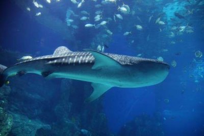 ​5月哪里比较适合旅游的海边5月份海边有什么吃的