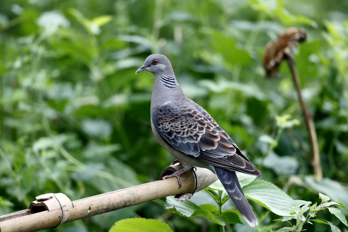 斑鸠来家的预兆，斑鸠飞到家里是好事还是坏事 