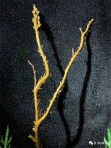 ​什么是真正的黄金海柳-金丝柳