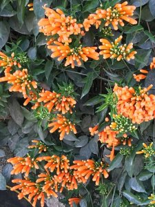 ​过一个环保的春节，和我一起来放“鞭炮花”！