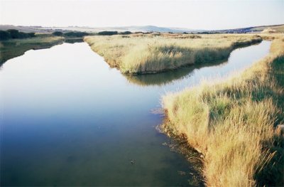 ​丹麦沼泽人2400年前最后的一餐：在祭祀仪式被杀死之前 吃了谷粥和鱼